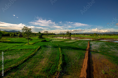 The natural background of green rice paddies and large trees surrounded by cool breezes  seen in rural tourist attractions.