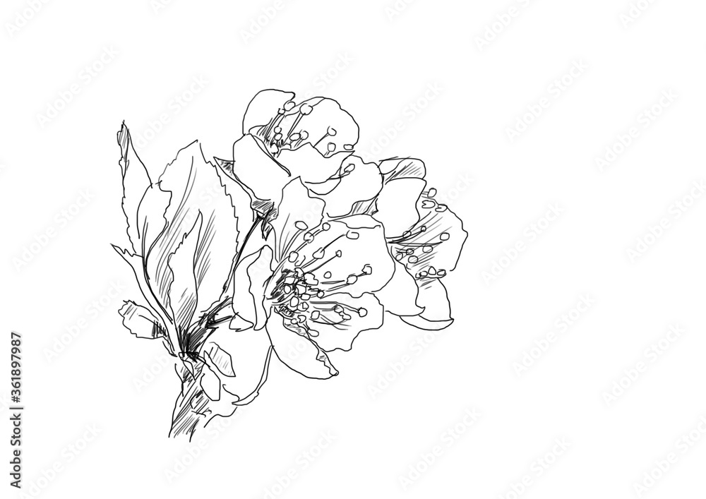 hand drawing line art of spring flowers on branch