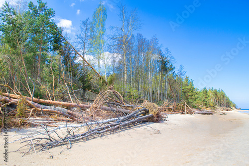 Coastline during the storm. Fallen trees on the sandy shore of the Baltic Sea. The estuary of the Lielupe River in the Gulf of Riga.