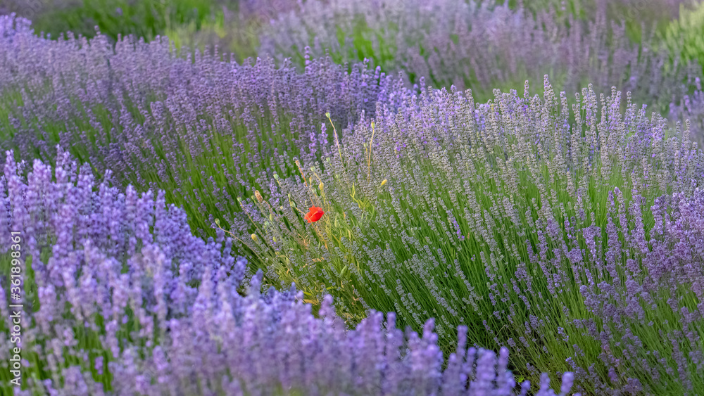 Obraz premium Lavender field in Provence, colorful landscape in spring, with a poppy 