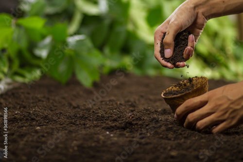 Hand pouring soil into a pot preapre grow vegetable or flower photo