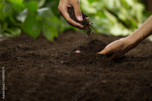 Fototapeta Naklejka Na Ścianę i Meble -  Hand pouring soil checking quality prepare growing seedling at home garden.