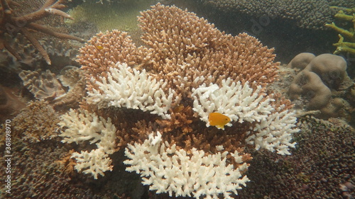 disease coral found at coral reef area at Tioman island, Malaysia