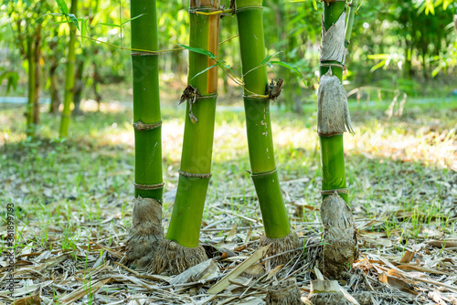 Green bamboo