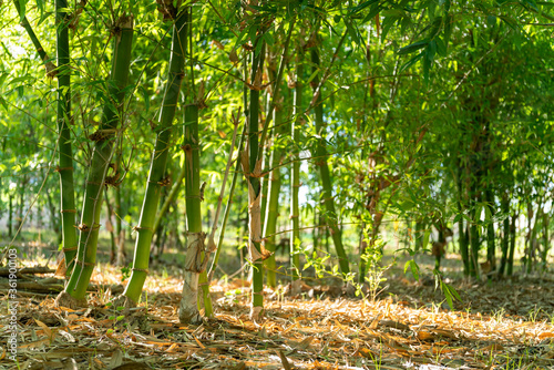 Green bamboo DENDROCALAMUS ASPER BACKER  garden panoramic photo  planted to eat trees.