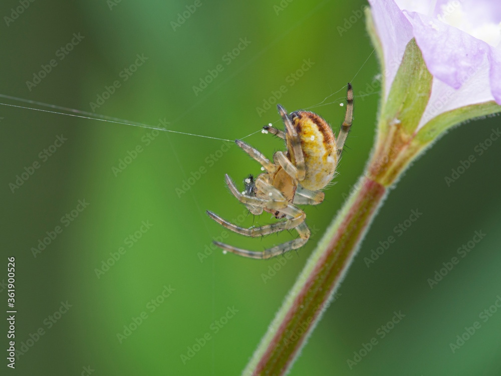 Fototapeta premium P1010127 close-up of a tiny orbweaver spider building a web cECP 2020