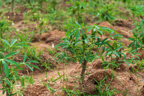 Cassava trees that start to attach green leaves