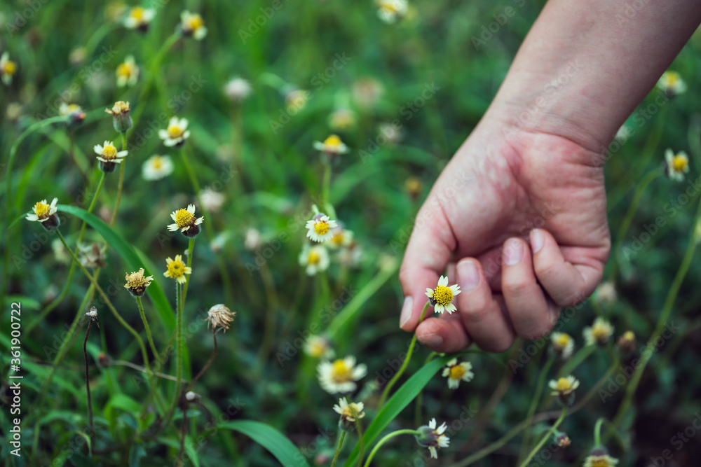 The flowers on the roadside that bloom beautifully. The flowers on the roadside that bloom beautifully.