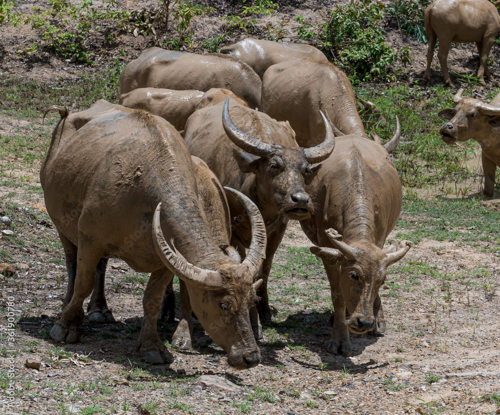 A herd of buffalo that muds up and walks foraging in the forest