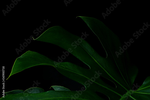 fresh green monstera plant leaf isolated with dark background. tropical summer background. copy space for text advertising