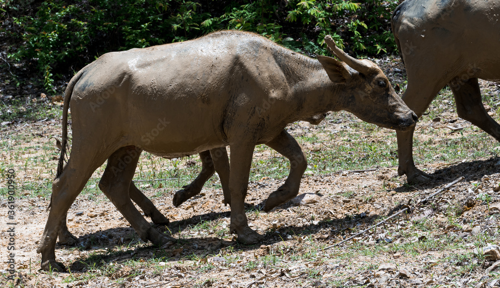A herd of buffalo that muds up and walks foraging in the forest A herd of buffalo that muds up and walks foraging in the forest