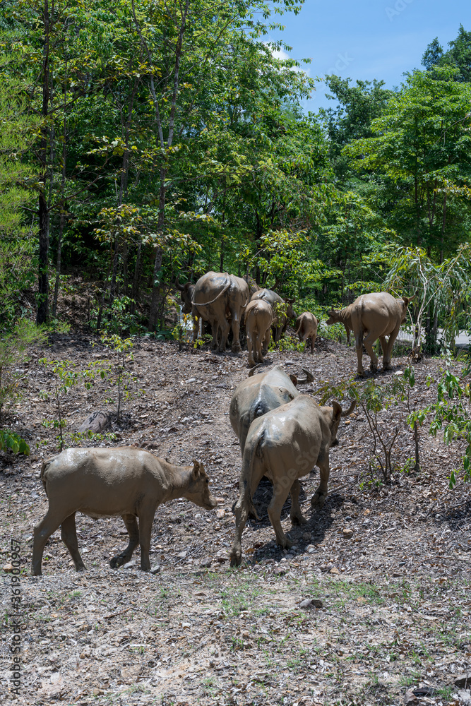 A herd of buffalo that muds up and walks foraging in the forest A herd of buffalo that muds up and walks foraging in the forest