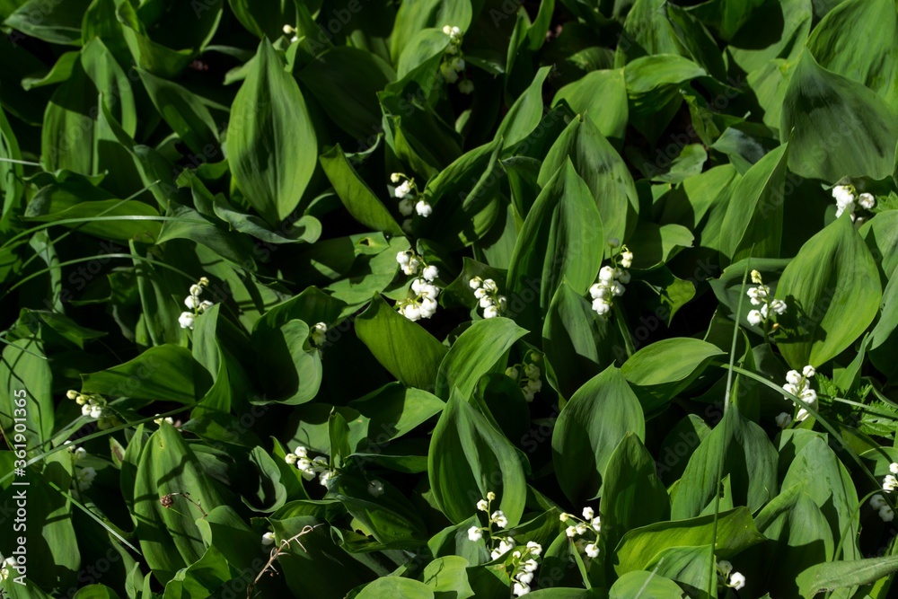 Lily of the valley flower close up Lily of the valley flower close up