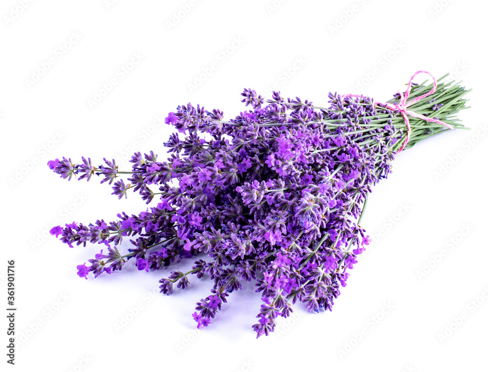 Lavender flowers on a white background. Lavender background. Lavender flowers on a white background. Lavender background.
