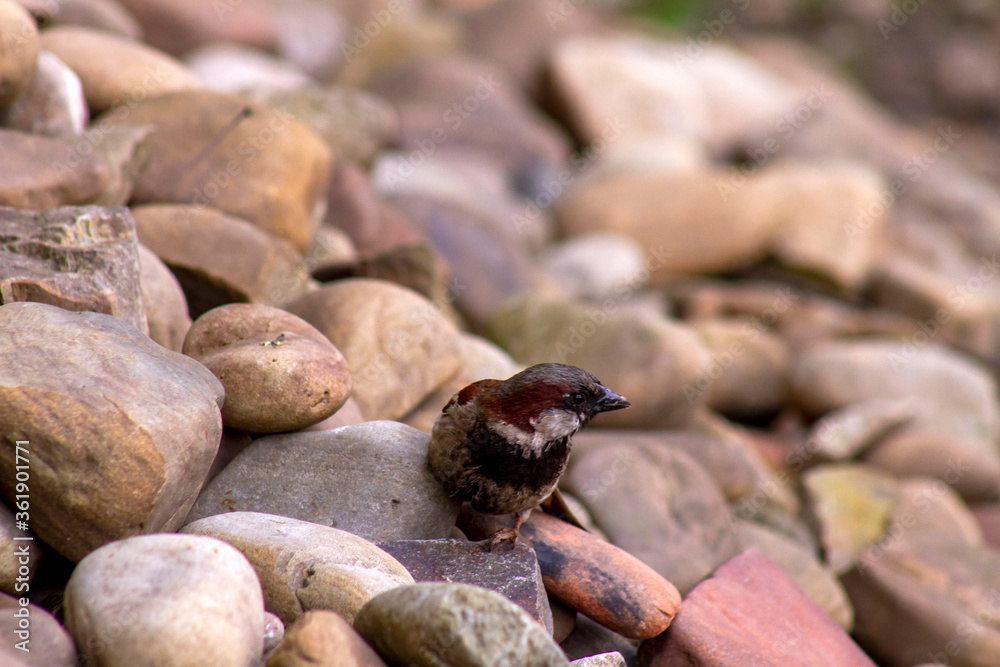 Obraz premium sparrow on a rock