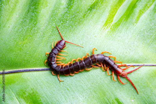 Centipedes are poisonous animals with many legs. photo