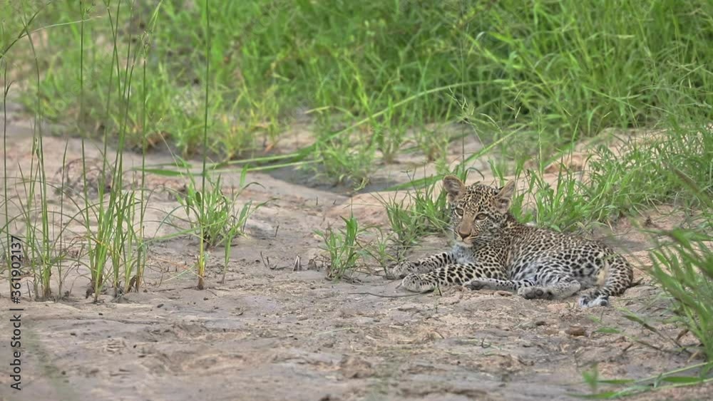 Baby African Leopard Resting On The Ground Surrounded By The Green Grass In Sabi Sands Private Game Reserve, South Africa. -wide shot Baby African Leopard Resting On The Ground Surrounded By The Green Grass In Sabi Sands Private Game Reserve, South Africa. -wide shot