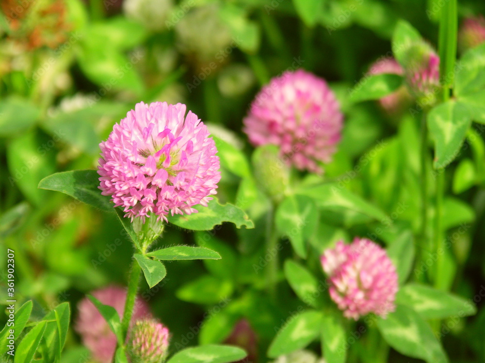 初夏の野原に咲くアカツメクサ