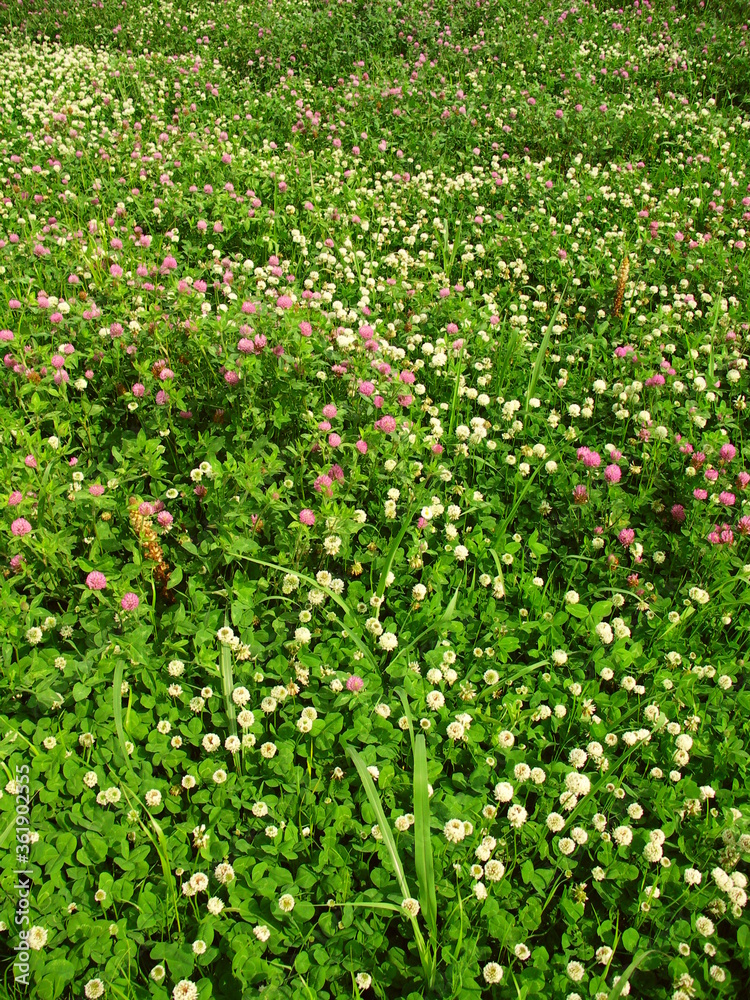 初夏の朝の詰草茂る野原風景 初夏の朝の詰草茂る野原風景