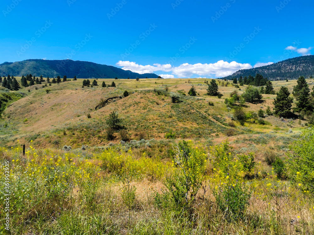 Valley View Okanagan Trees and Wildflowers Plants Outdoors