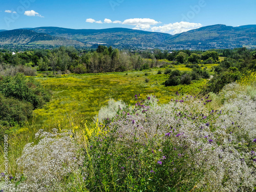 Valley View Okanagan Trees and Wildflowers Plants Outdoors