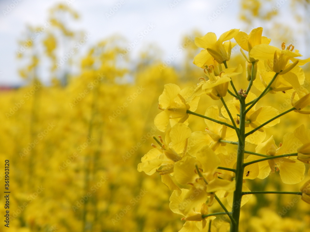 Obraz premium yellow rape field
