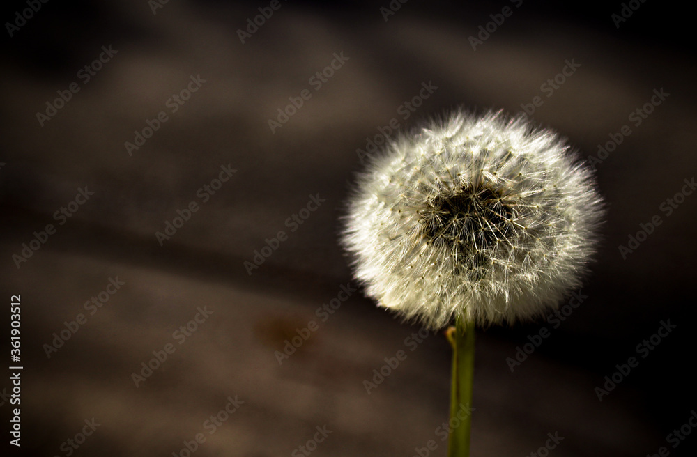 custom made wallpaper toronto digitaldandelion on black background