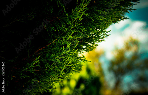 fern in the forest