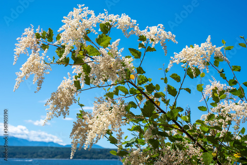 blooming oceanspray bush on Hood Canal photo