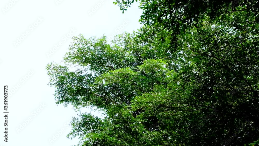 Green forest trees and light from the sun With abundant forests, video slow-motion