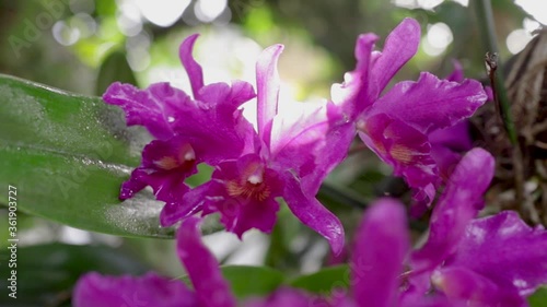 Guarianthe skinneri is the national flower of Costa Rica, where it is known as guaria morada photo