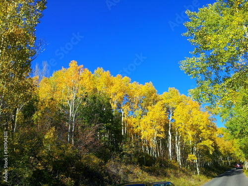 Fototapeta Naklejka Na Ścianę i Meble -  Yellow Aspens in Fall at Alpine Loop Scenic Driver near Alpine, Utah