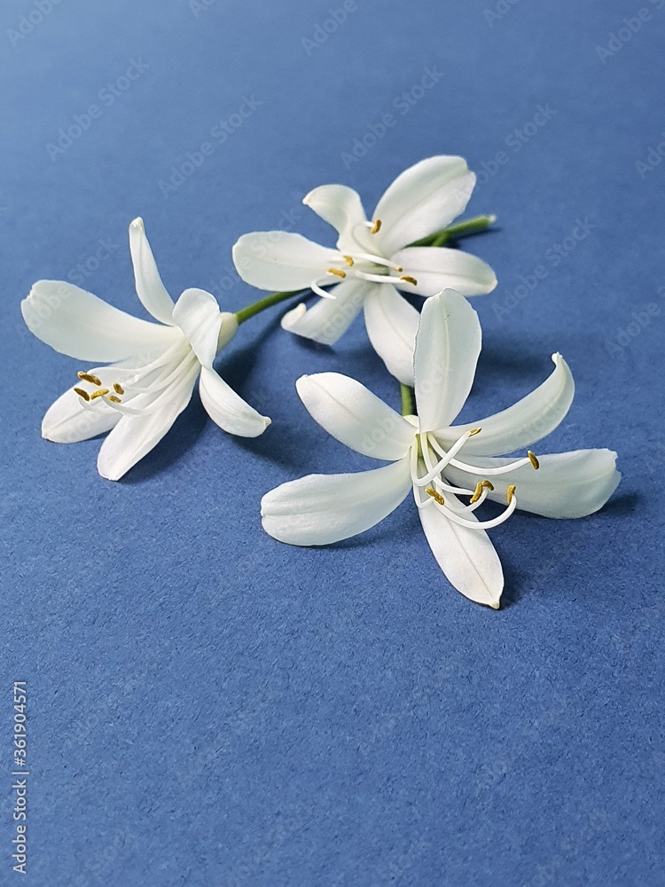 interior decoration and flower arrangements with natural flowers interior decoration and flower arrangements with natural flowers