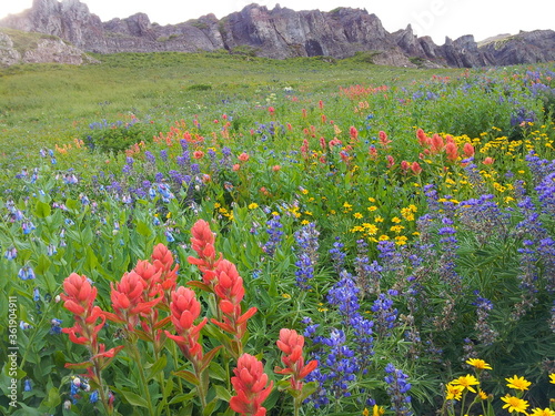 Wildflowers at Mt Timpanogos, American Fork, Utah photo