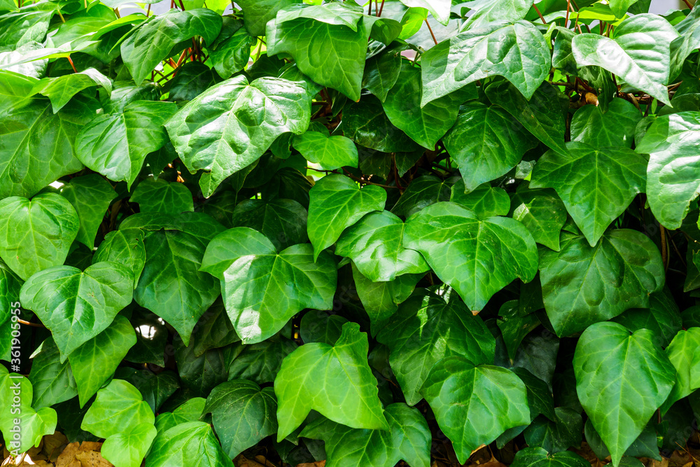 Very bright green leaves that shine in the sunshine. Very bright green leaves that shine in the sunshine.