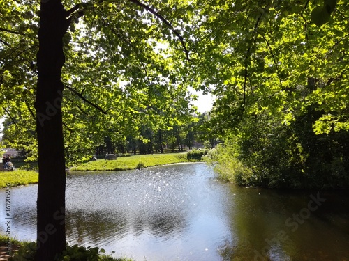 Tranquil lake in the park