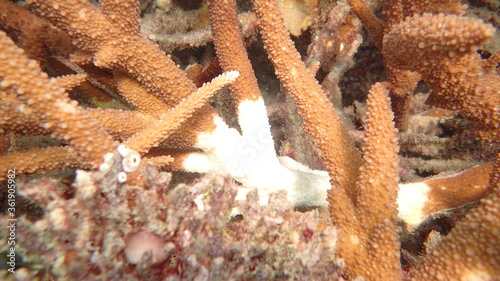coral found at coral reef area at Tioman island  Malaysia