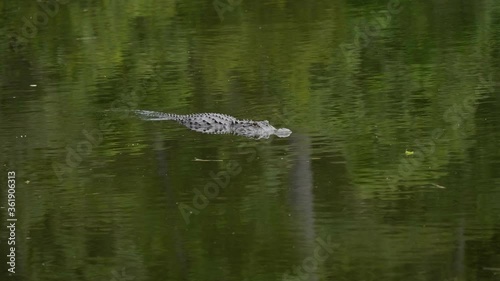 alligator swimming in the water