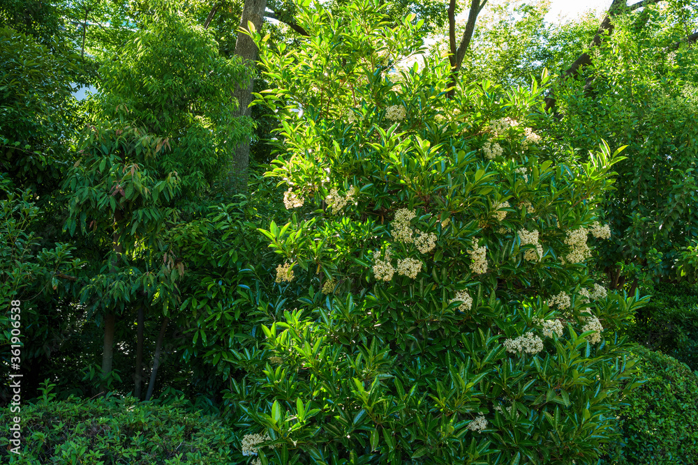 White hydrangeas shining in the sun in early summer White hydrangeas shining in the sun in early summer