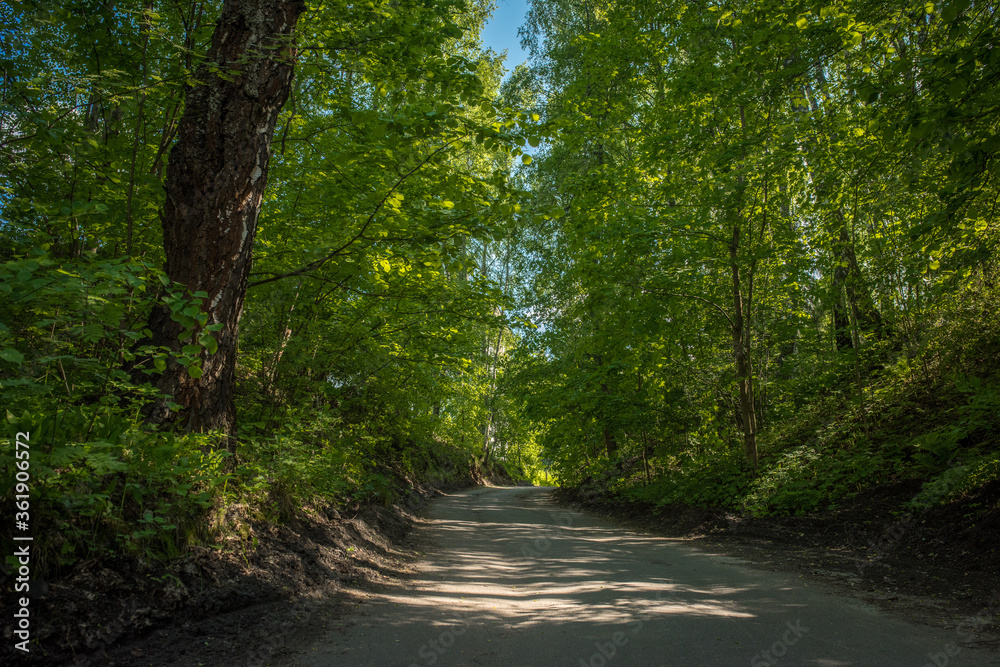 Fototapeta premium road in the woods