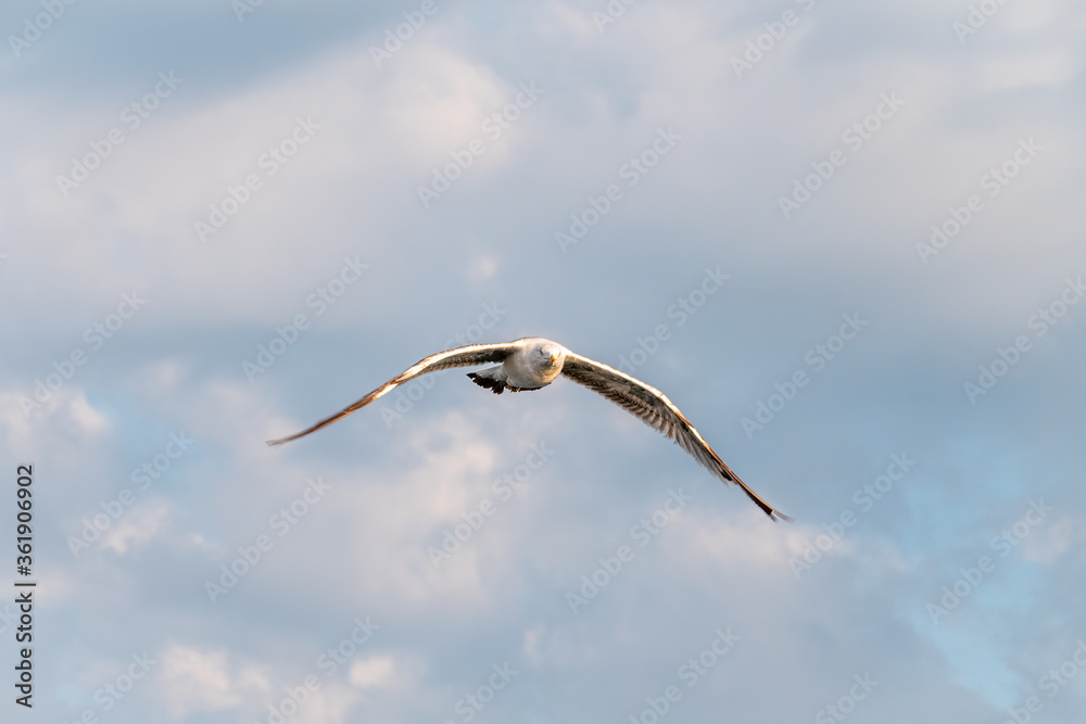 Sea gull in the cloudy blue sky. The European herring gull Sea gull in the cloudy blue sky. The European herring gull