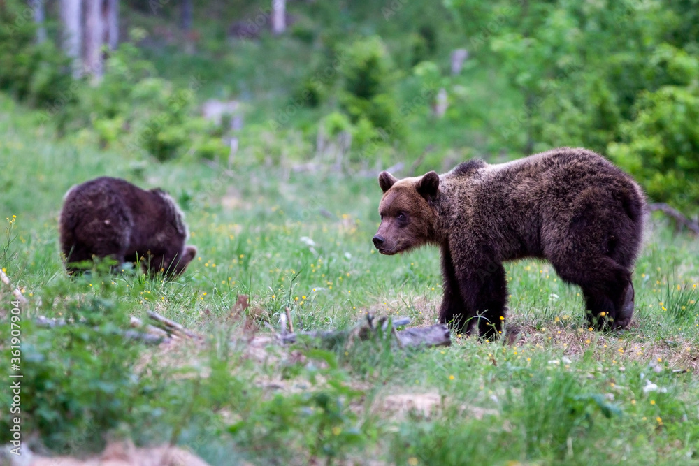 Brown  bears during mating season on the small meadow.