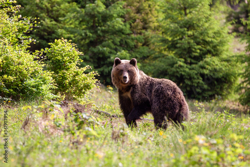 Nice dangerous female brown bear (Ursus arctos) walking on the meadow. Female bear early morning in spring sunrise.