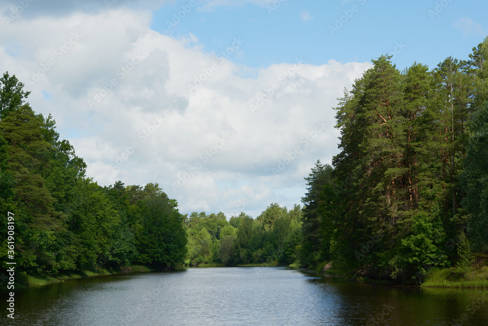 Summer forest river reflection landscape. Forest river reflection view. Forest river landscape. Green forest river view