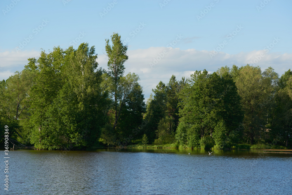 Summer forest river reflection landscape. Forest river reflection view. Forest river landscape. Green forest river view Summer forest river reflection landscape. Forest river reflection view. Forest river landscape. Green forest river view