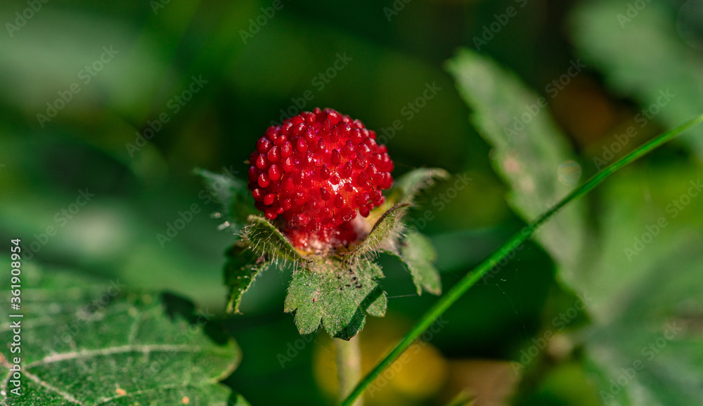 Obraz premium Wald-Erdbeere