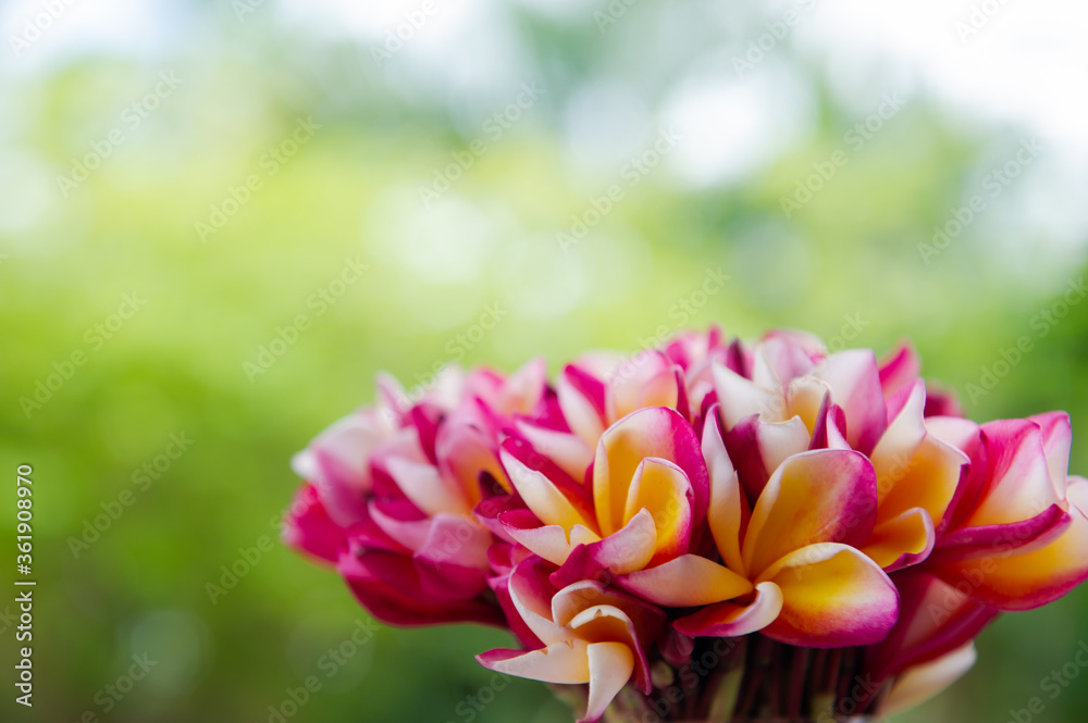 Fototapeta premium The red and white color of the plumeria flowers in the glass used to make a vase.