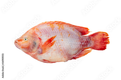 Red Tilapia Fish (Tubtim) isolated on white background