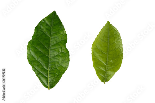 Green leaf of Streblus asper Lour (Siamese rough bush , Tooth brush tree) isolated on white background photo