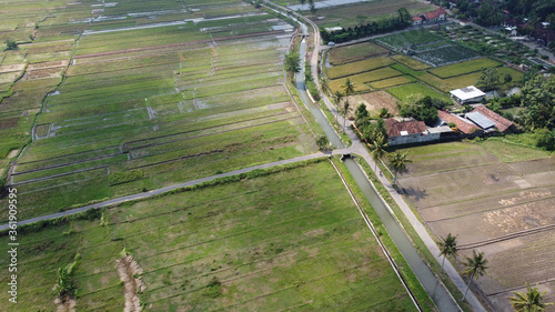 aerial view of coconut trees and rice fields with agricultural irrigation channels in Yogyakarta Indonesia